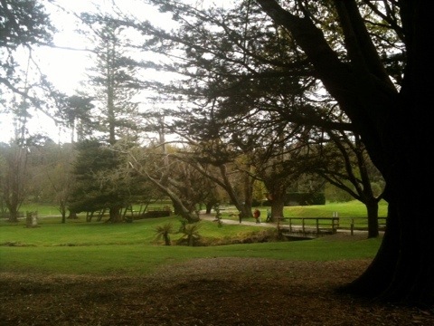 shot from under the trees to the fallen soldiers